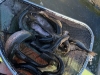 IMG-20260418-WA0000