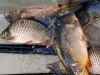 IMG-20260721-WA0001